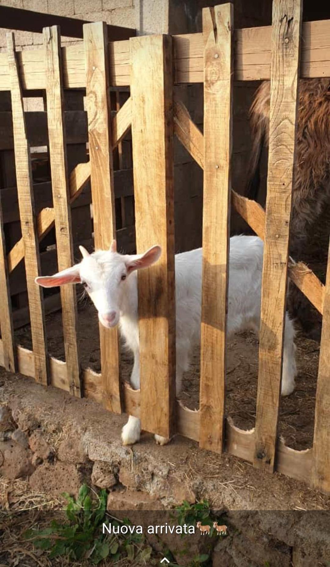 Azienda Agricola Affittacamere S'Ispinalba Di Laura Pitzolu Borore المظهر الخارجي الصورة