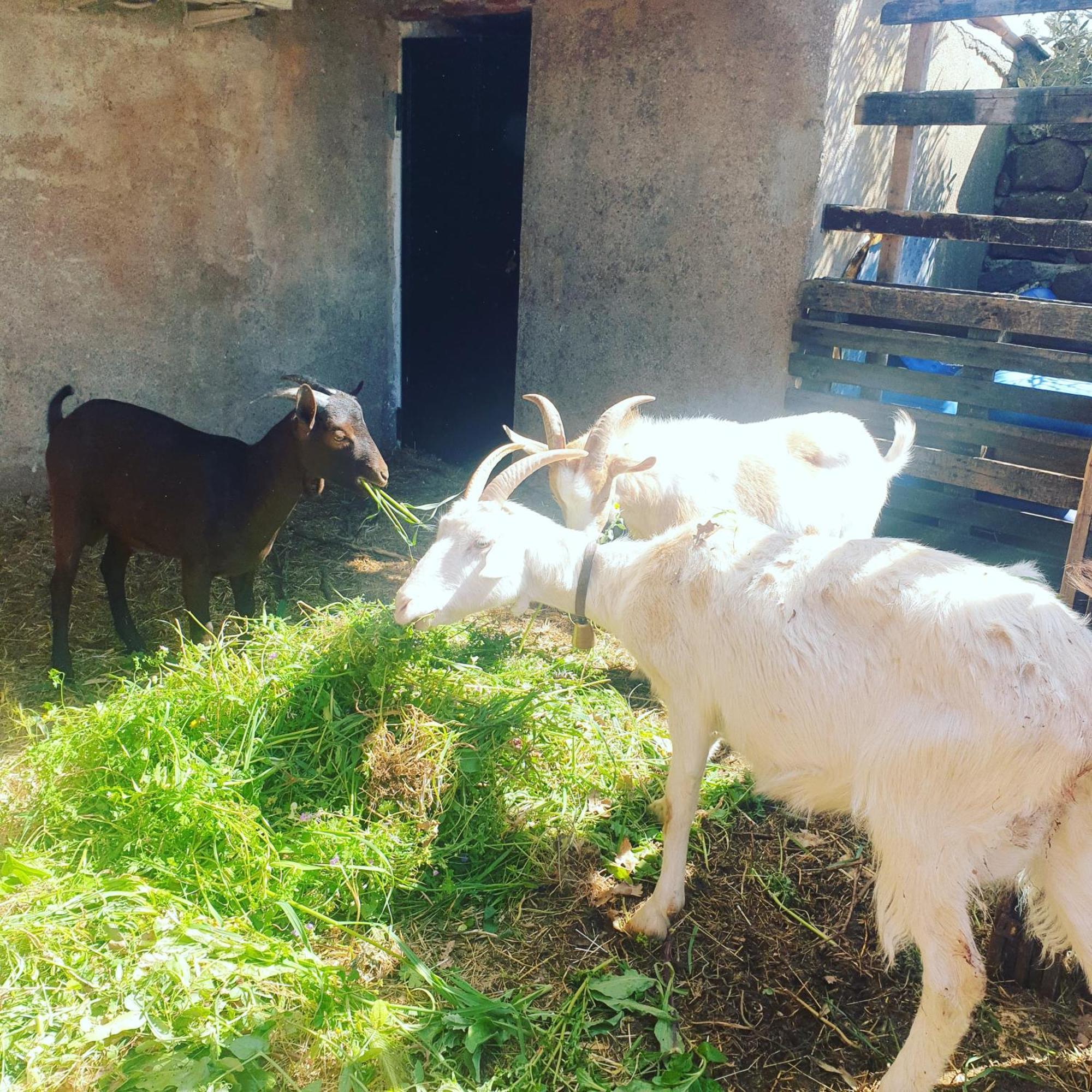Azienda Agricola Affittacamere S'Ispinalba Di Laura Pitzolu Borore المظهر الخارجي الصورة